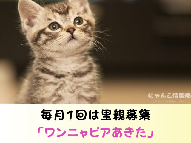 秋田県 猫 里親募集 譲渡会 場所 信頼 動物愛護団体