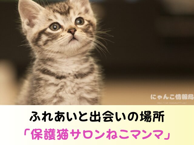 奈良県 猫 ペットショップ売れ残りを引き取りたい 里親 費用 譲渡会 場所