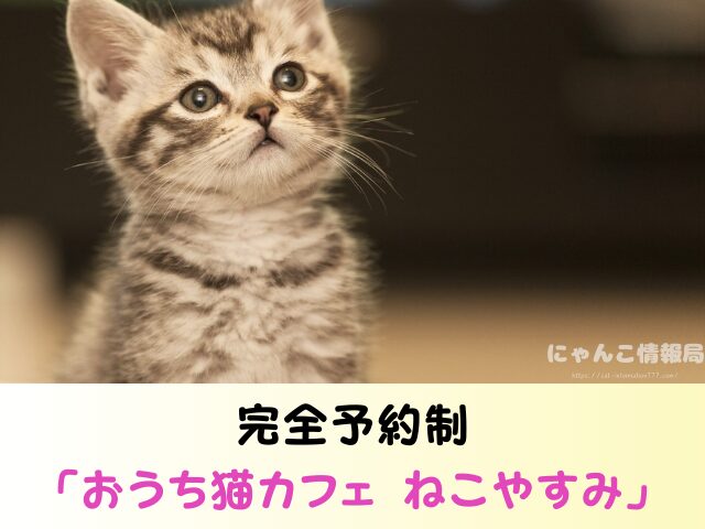 富山県 猫 ペットショップ売れ残りを引き取りたい 里親 費用 譲渡会 場所
