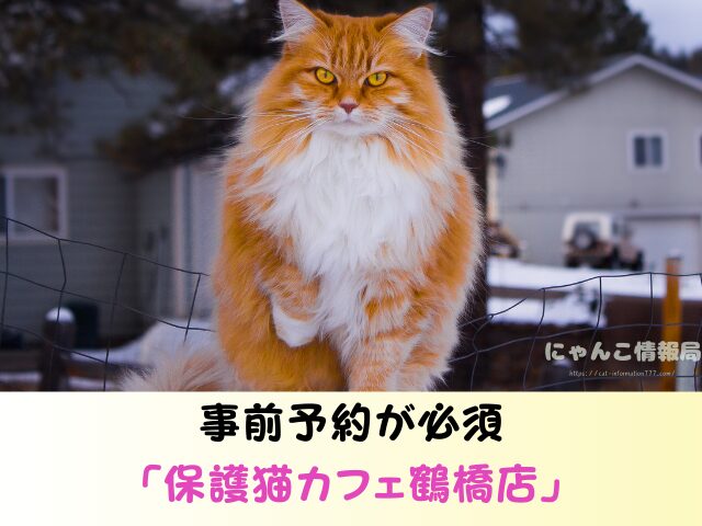 ノルウェージャンフォレストキャット 里親 募集 無償 子猫 譲ります