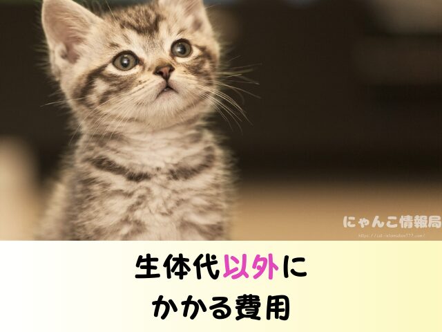 愛媛県 ペットショップ 猫の売れ残り 引き取とりたい 里親 費用 準備物