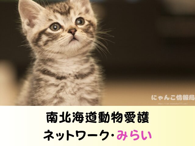 北海道 ペットショップ 売れ残り 猫 引き取りたい 譲渡会 場所