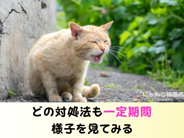 野良猫 同じ場所 フンをする理由 臭い 処理 困った 対処法