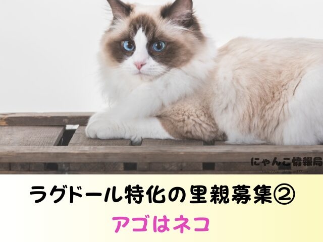 ラグドール 子猫 譲ります 無料 差し上げます 里親募集
