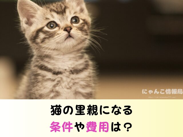 岩手県 猫 無料 里親 譲渡会 場所 引き取るための準備物