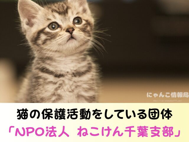 千葉県 猫を引き取ってくれる施設 信頼できる 動物愛護団体
