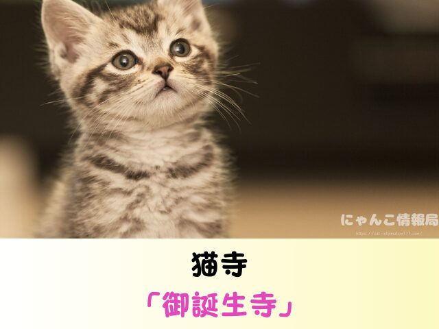 福井県 ペットショップ 猫 売れ残り 引き取れる 里親 譲渡会 場所
