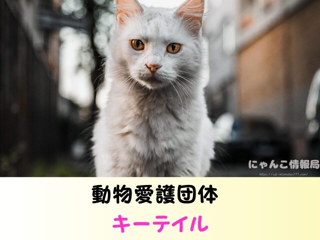 福岡 猫を引き取ってくれる施設 場所 どこ 信頼 動物愛護団体
