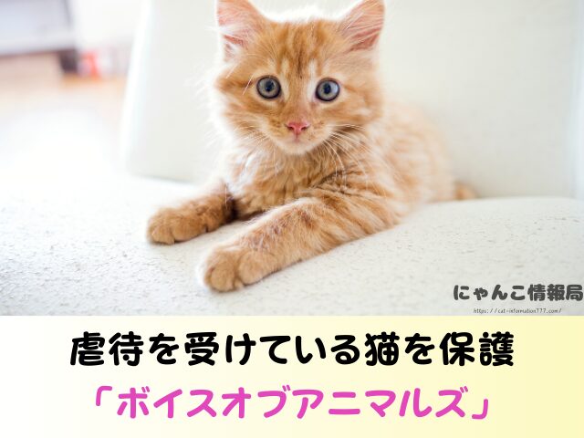 山口県 猫 ペットショップ売れ残りを引き取りたい 里親 費用 譲渡会 場所