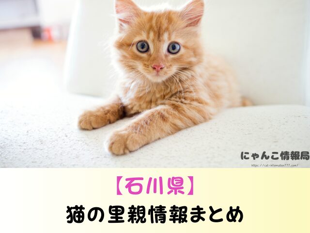 石川県 子猫差し上げます 里親募集 譲渡会 場所