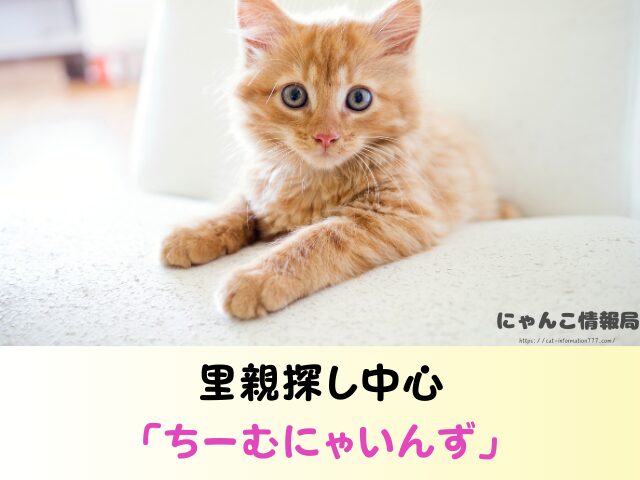 愛知県 猫を引き取ってくれる施設 信頼 動物愛護団体