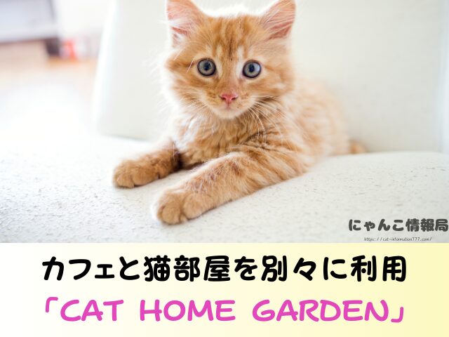 東京都 猫 里親募集 譲渡会 場所 おすすめ 保護猫カフェ