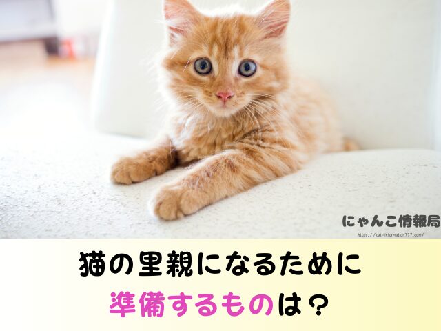 広島県 猫 ペットショップ売れ残りを引き取りたい 里親 費用 譲渡会 場所