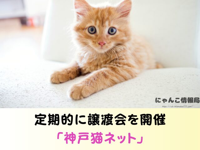 兵庫県 猫 ペットショップ売れ残りを引き取りたい 里親 費用 譲渡会場所