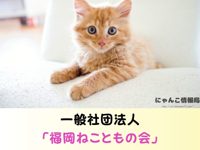 福岡県 ペットショップ 猫 売れ残りを引き取りたい 里親募集 譲渡会