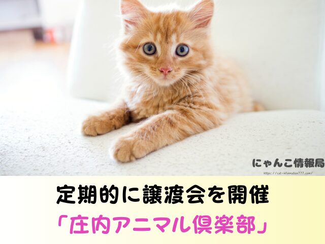 山形県 生まれたばかりの子猫 里親募集 譲渡会 場所