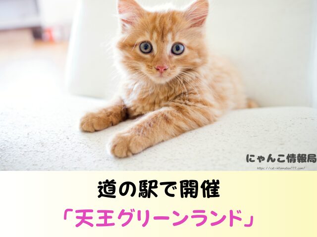 秋田県 猫 里親募集 譲渡会 場所 信頼 動物愛護団体