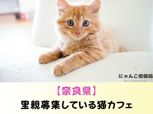 奈良県 猫 ペットショップ売れ残りを引き取りたい 里親 費用 譲渡会 場所