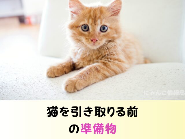 愛媛県 ペットショップ 猫の売れ残り 引き取とりたい 里親 費用 準備物