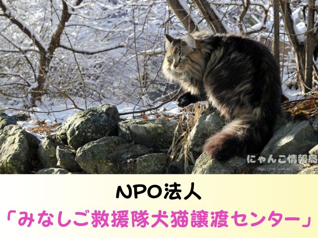 ノルウェージャンフォレストキャット 里親 募集 無償 子猫 譲ります