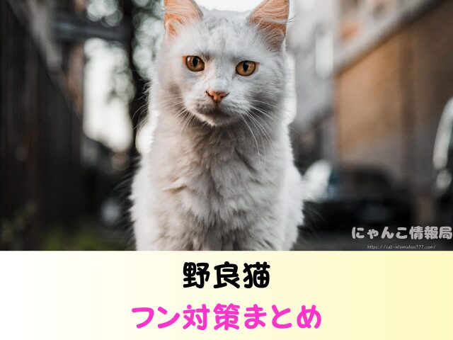 野良猫 同じ場所 フンをする理由 臭い 処理 困った 対処法