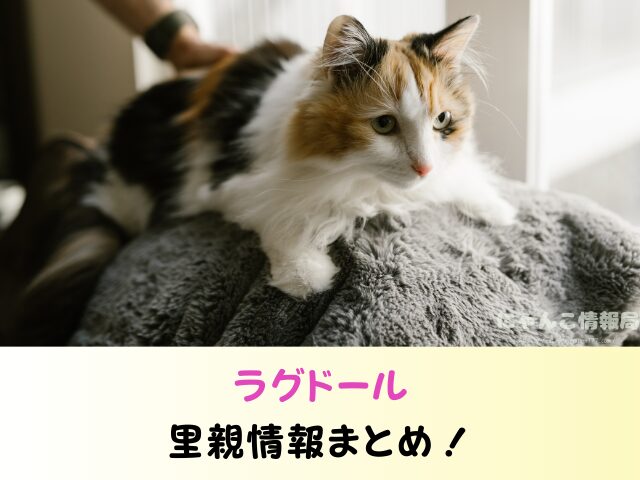 ラグドール 子猫 譲ります 無料 差し上げます 里親募集