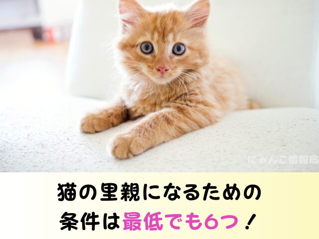 岩手県 猫 無料 里親 譲渡会 場所 引き取るための準備物