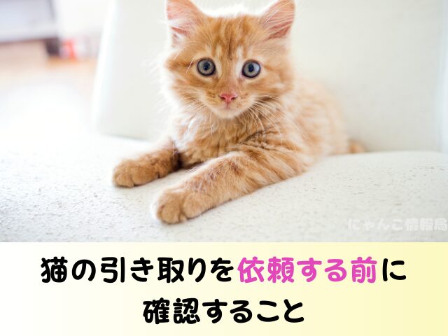 千葉県 猫を引き取ってくれる施設 信頼できる 動物愛護団体