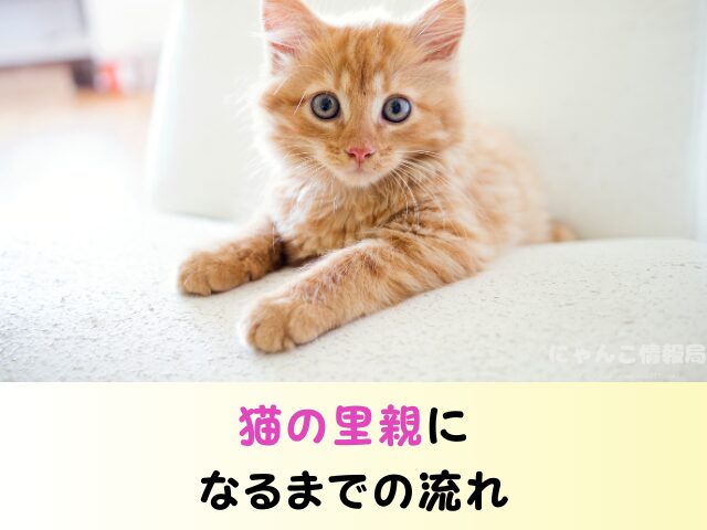 福井県 ペットショップ 猫 売れ残り 引き取れる 里親 譲渡会 場所