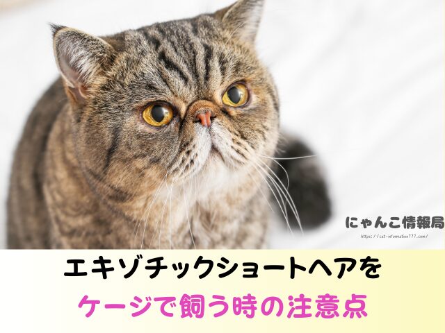 エキゾチックショートヘア かわいそう 言われる理由 ケージ 飼い方 注意点