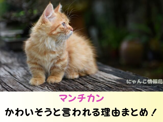 マンチカン 失敗 言われる理由 かわいそう ヤバい交配方法 販売