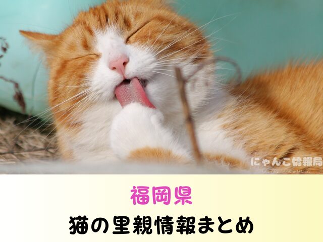福岡県 ペットショップ 猫 売れ残りを引き取りたい 里親募集 譲渡会