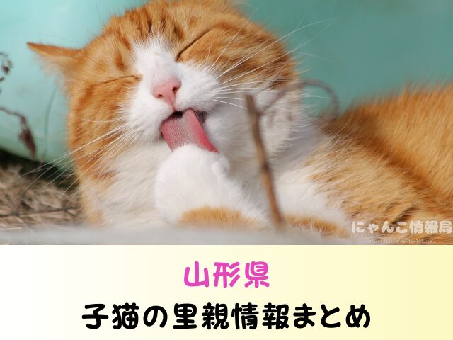 山形県 生まれたばかりの子猫 里親募集 譲渡会 場所