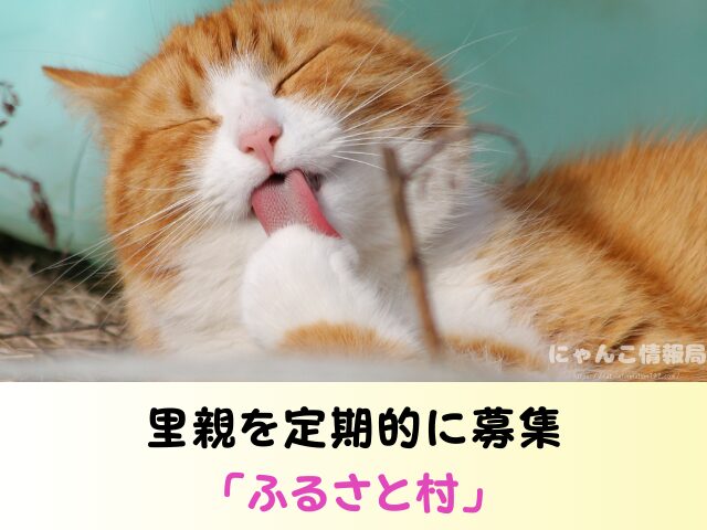 秋田県 猫 里親募集 譲渡会 場所 信頼 動物愛護団体
