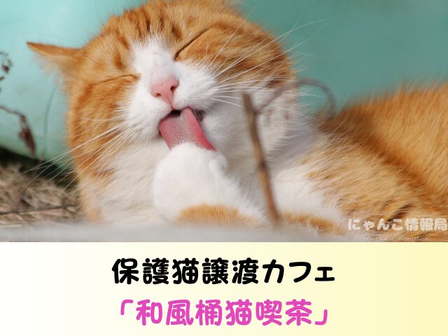奈良県 猫 ペットショップ売れ残りを引き取りたい 里親 費用 譲渡会 場所