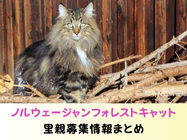 ノルウェージャンフォレストキャット 里親 募集 無償 子猫 譲ります