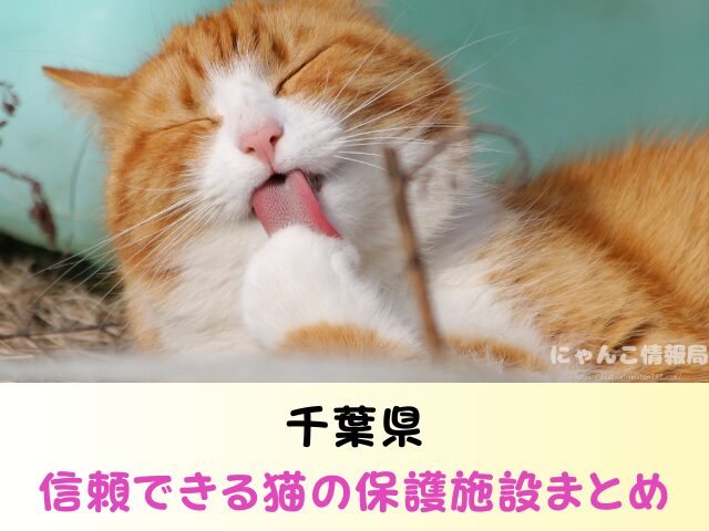 千葉県 猫を引き取ってくれる施設 信頼できる 動物愛護団体