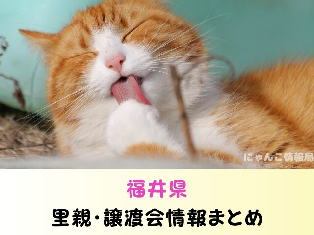 福井県 ペットショップ 猫 売れ残り 引き取れる 里親 譲渡会 場所