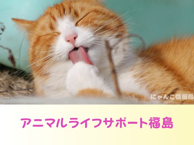 福島県 猫 里親募集 譲渡会 場所 売れ残り その後