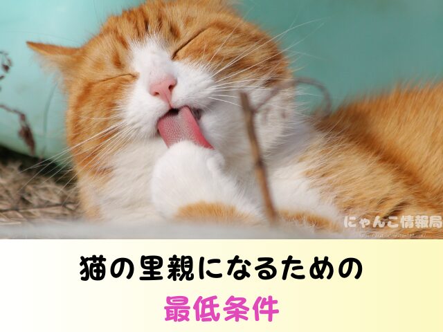 山口県 猫 ペットショップ売れ残りを引き取りたい 里親 費用 譲渡会 場所