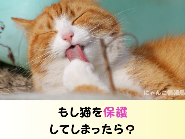 愛知県 猫を引き取ってくれる施設 信頼 動物愛護団体