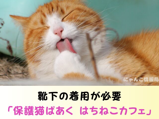 東京都 猫 里親募集 譲渡会 場所 おすすめ 保護猫カフェ