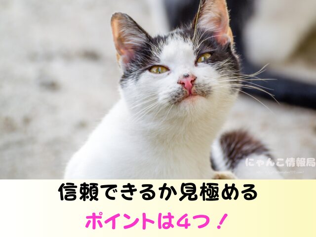 福岡 猫を引き取ってくれる施設 場所 どこ 信頼 動物愛護団体