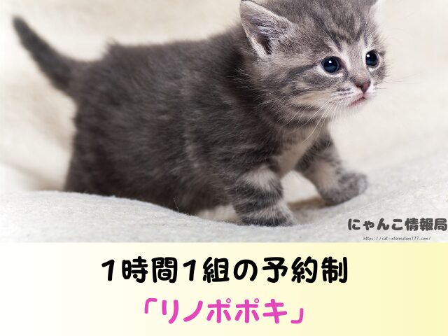 岐阜県　猫　ペットショップ売れ残りを引き取りたい　里親　無料　譲渡会　場所