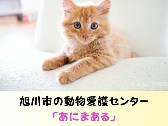 北海道　ペットショップ　売れ残り　猫　引き取りたい　譲渡会　場所