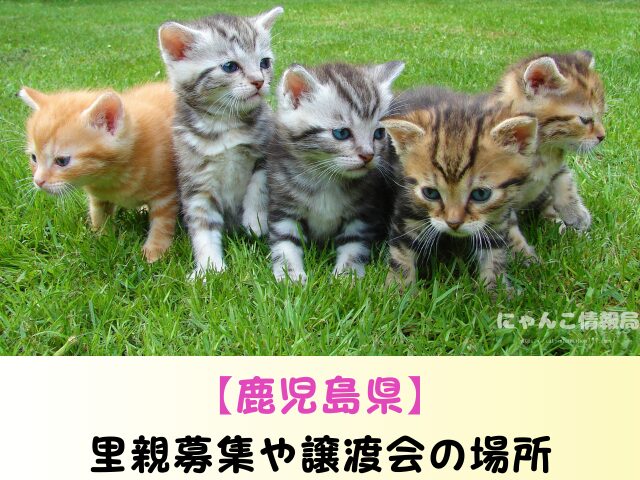 鹿児島県　ペットショップ　売れ残り　猫　里親　譲渡会　場所
