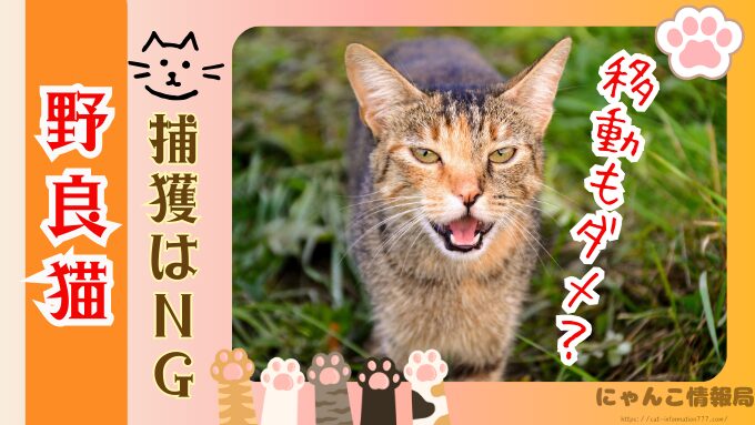 野良猫　捕獲　動物愛護法　追い出す　どうしたらいい
