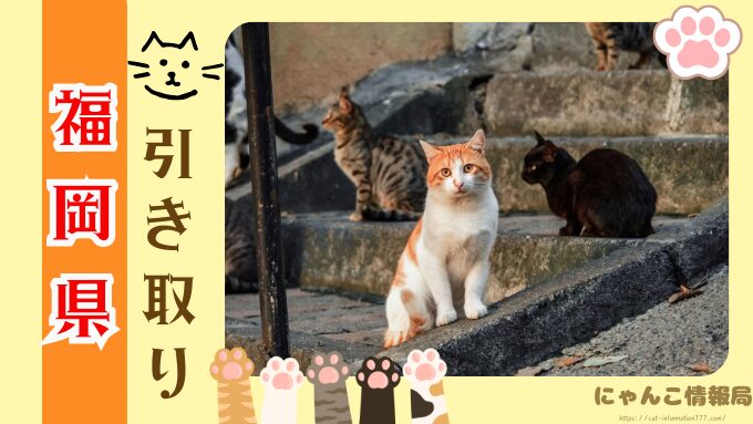 福岡　猫を引き取ってくれる施設　場所　どこ　信頼　動物愛護団体