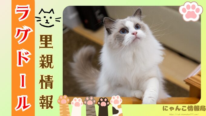 ラグドール　子猫　譲ります　無料　差し上げます　里親募集