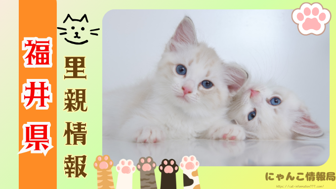 福井県　ペットショップ　猫　売れ残り　引き取れる　里親　譲渡会　場所